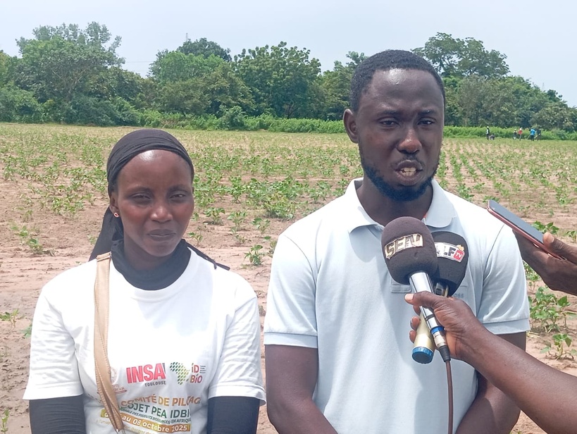 Kolda : le PCAE mise sur 17,9 hectares pour renforcer la souveraineté semencière du Sénégal Kolda : le PCAE mise sur 17,9 hectares pour renforcer la souveraineté semencière du Sénégal