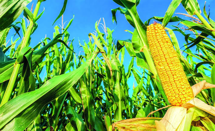 ​Filière maïs au Sénégal : un bilan mitigé face aux défis de la souveraineté alimentaire
