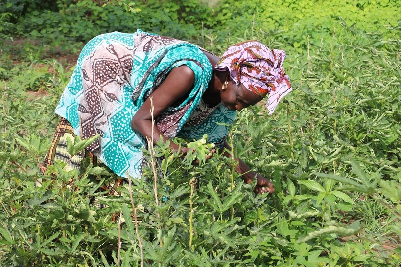 Agriculture au Sénégal : 16 037 ménages reçoivent une aide de 3,2 milliards FCFA