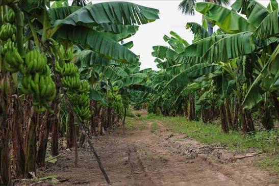 Bouno : la banane, un moteur économique face aux défis de la filière