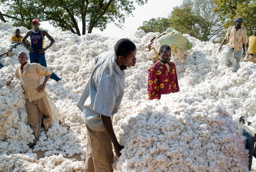 Sécurité, intrants et climat : l'impact de la campagne 2026/2027 sur le coton au Burkina Faso, au Mali et au Sénégal