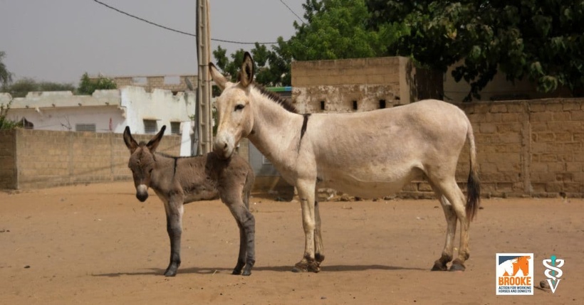 ​Rapport Brooke : le rôle vital des chevaux et des ânes face aux crises climatiques au Sénégal