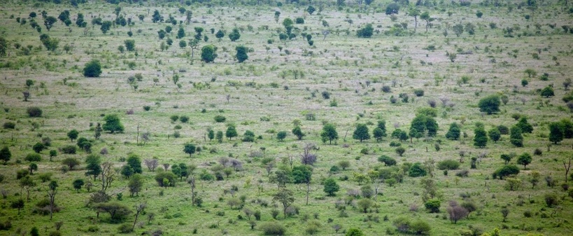 ​Grande Muraille Verte : 78 millions de dollars investis pour restaurer 270 000 hectares au Sahel