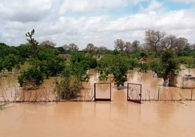 Inondations au Sénégal: les producteurs de riz craignent une destruction de leurs récoltes