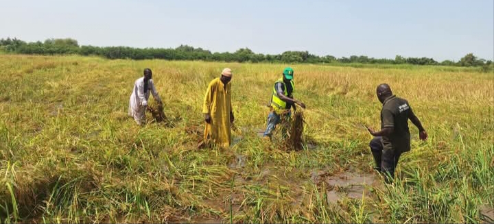 ​Vallée de l’Anambé : 294 hectares de riz impactés par les fortes pluies, 667 autres menacés