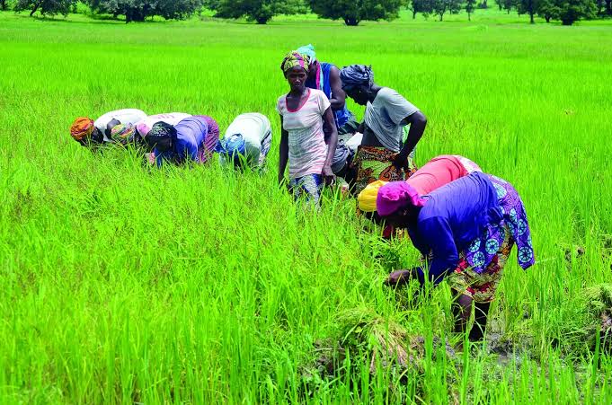 Filière riz au Sénégal : La BIS et le PNUD injectent plus de 502 millions FCFA pour soutenir 148 entreprises féminines