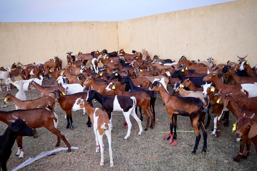 Élevage caprin à Aéré Lao : lancement de la remise des premières chèvres du projet WAPEC Élevage caprin à Aéré Lao : lancement de la remise des premières chèvres du projet WAPEC