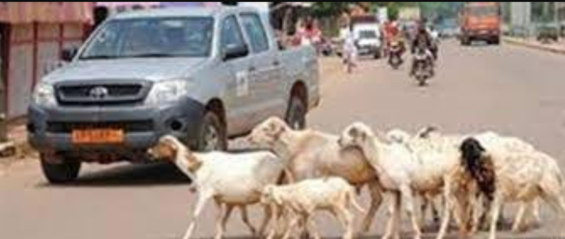 Mbour : à compter du samedi 31 tout animal errant sur la voie publique fera l’objet d’une mise en fourrière automatique (officiel)