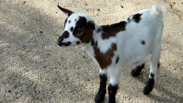 Côte d’Ivoire: un homme condamné à 20 ans de prison pour le vol d’un cabri