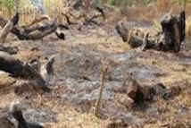 "La coupe abusive de bois n’est pas l’apanage de la Casamance", par Pr Demba Sow "La coupe abusive de bois n’est pas l’apanage de la Casamance", par Pr Demba Sow