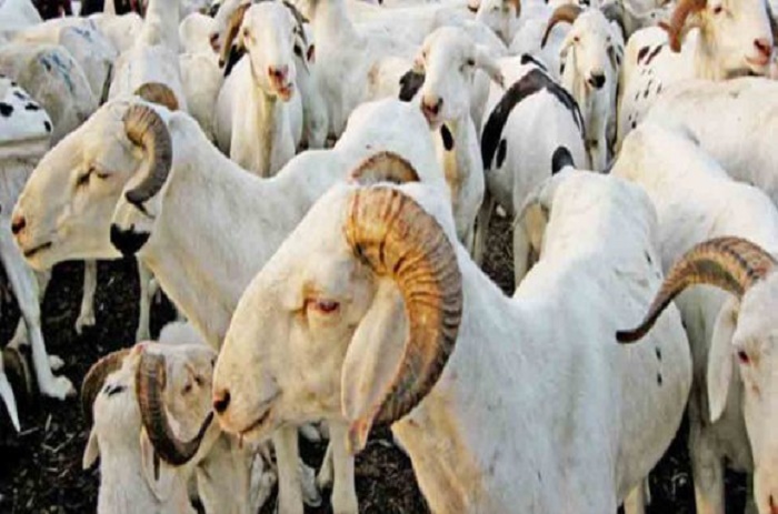 Tabaski 2016: les besoins en moutons estimés à 750 000