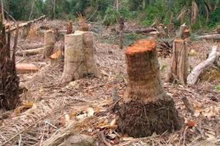 ​Coupe illicite de bois: les agents des eaux et forêts libérés