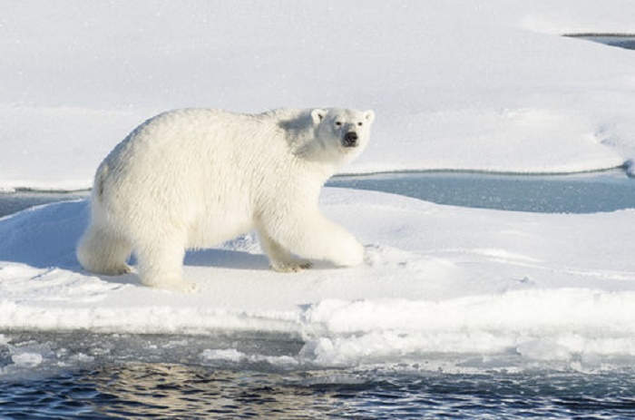 Cinq scientifiques russes encerclés par des ours polaires dans l’Arctique