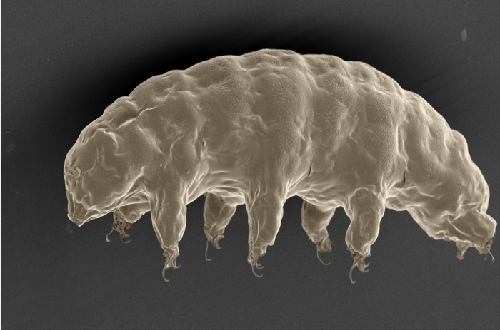 Santé: Un animal quasi indestructible pourrait partager ses supers pouvoirs avec l'être humain