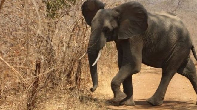 Les éléphants sont-ils les espèces les plus ménacées ?