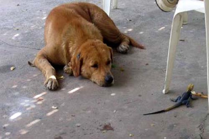 Lutte contre la rage : 77 000 morts chaque année dans le monde (officiel)