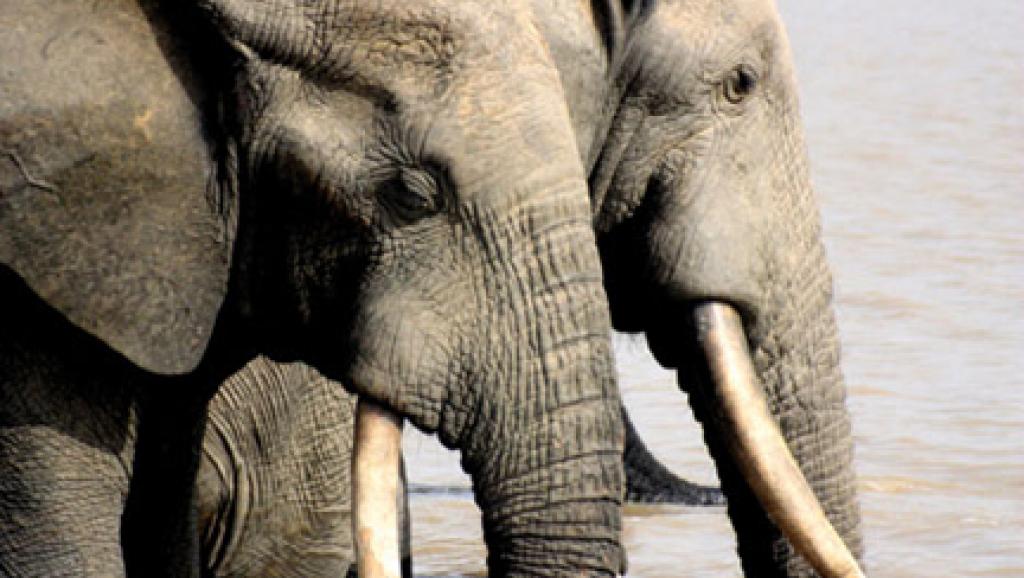 Selon la dernière étude, en 7 ans, le continent africain a perdu un tiers de ses éléphants, principalement dû au braconnage, pour leur ivoire. © (Photo : DR)