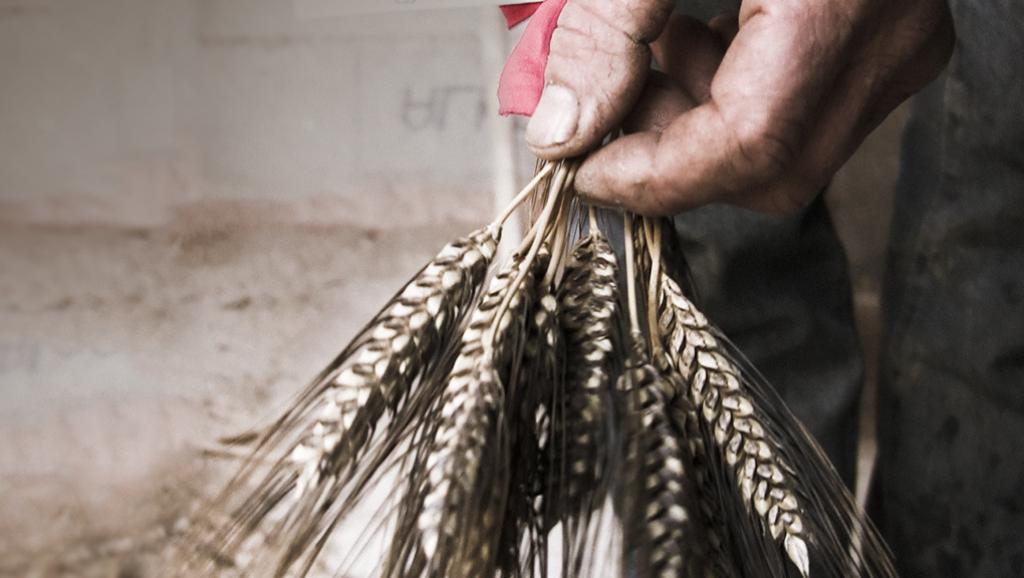 ​[Webdoc] A la recherche des semences perdues