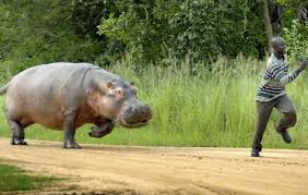 Gouloumbou – Un hippopotame tué à Touréma: les populations soulagées