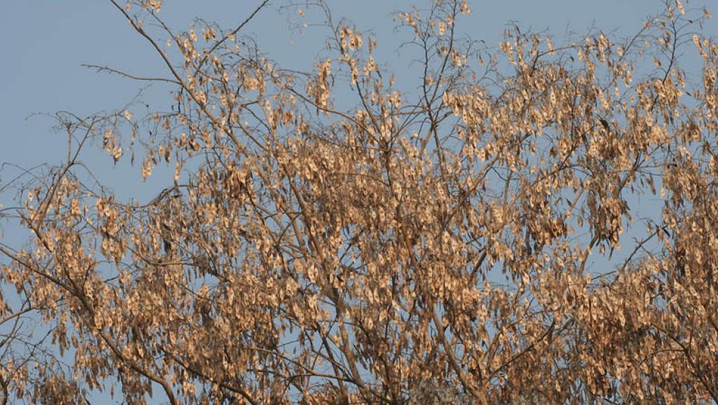 Madagascar: des officiels comparaissent pour trafic de bois de rose