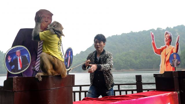 Image: le singe qui avait prédit la victoire de Trump
