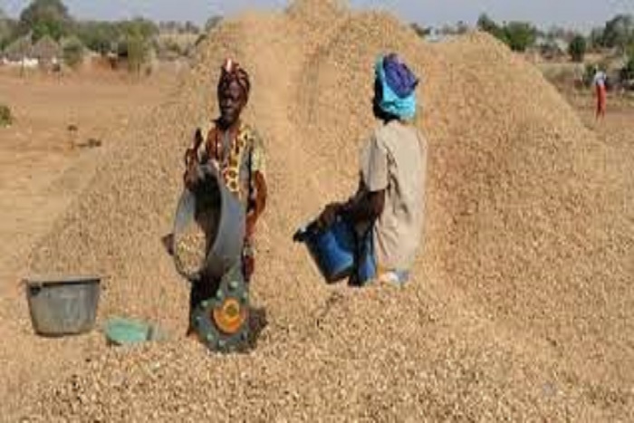 Campagne arachidière 2016 : baisse de 5% de la production