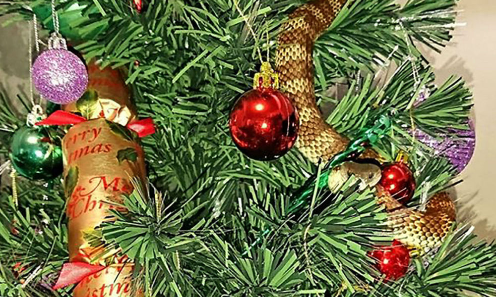 Un serpent-tigre se glisse dans le sapin de Noël d'une Australienne