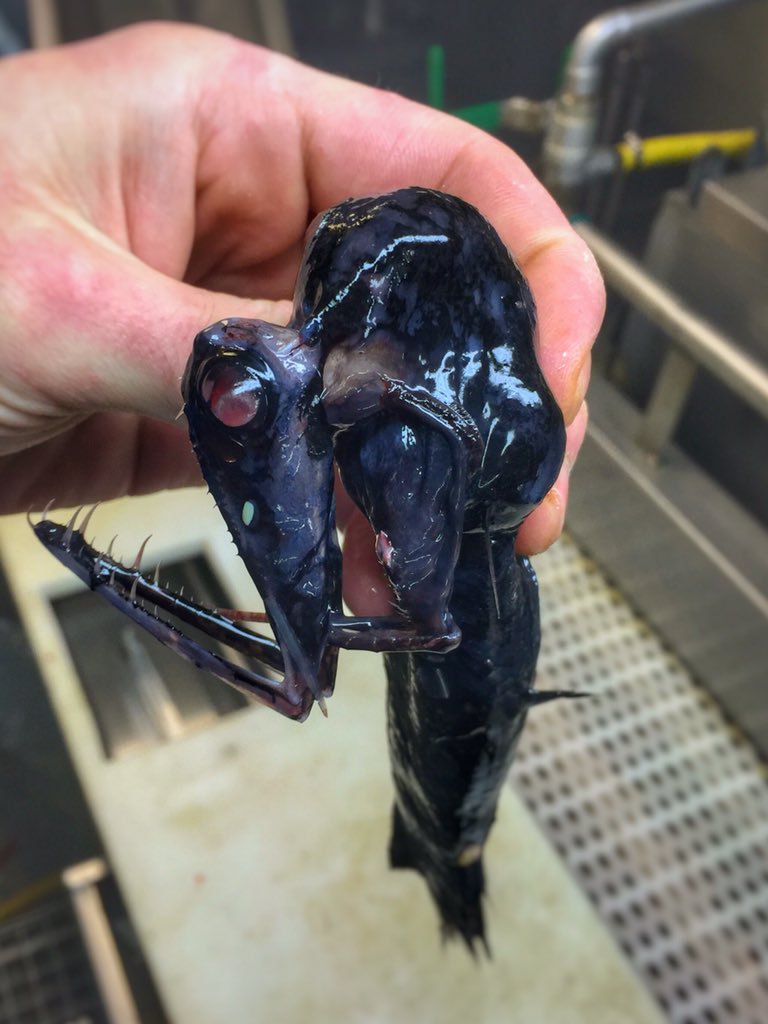 Photos Un pêcheur russe dévoile ses terrifiantes prises