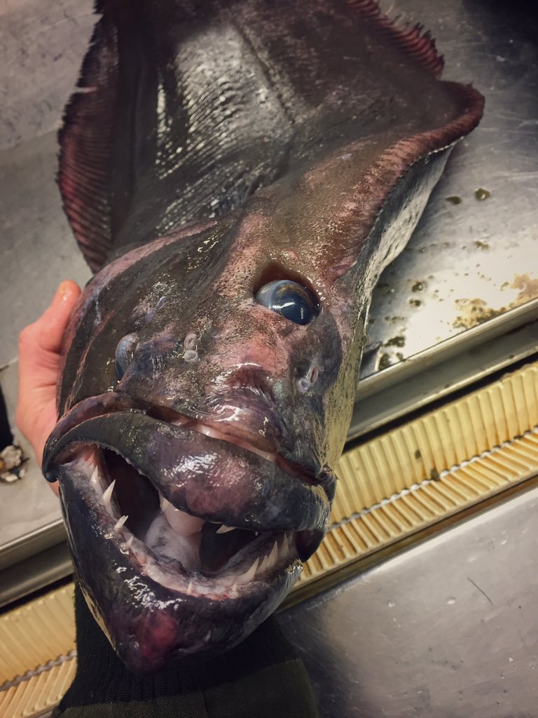 Photos Un pêcheur russe dévoile ses terrifiantes prises
