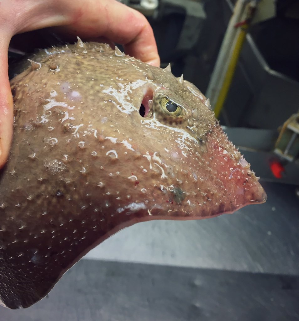 Photos Un pêcheur russe dévoile ses terrifiantes prises