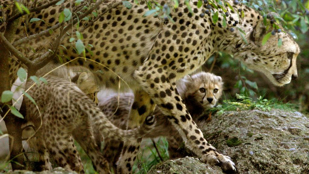 Le guépard pourrait bientôt être en voie d'extinction