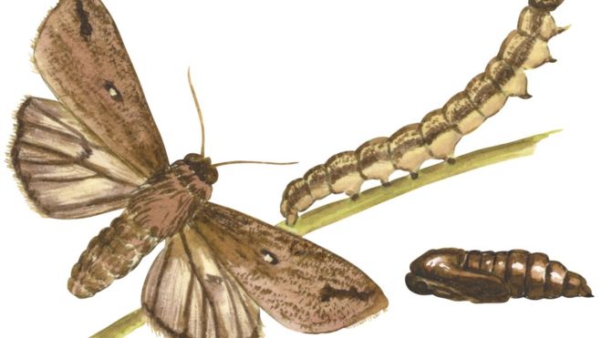 La Zambie envahie par des chenilles