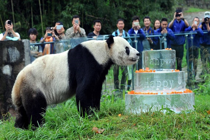 Le plus vieux panda mâle du monde est mort en Chine