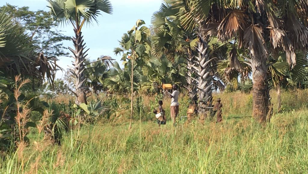 LRA en Ouganda: le dramatique destin des enfants nés de la rébellion