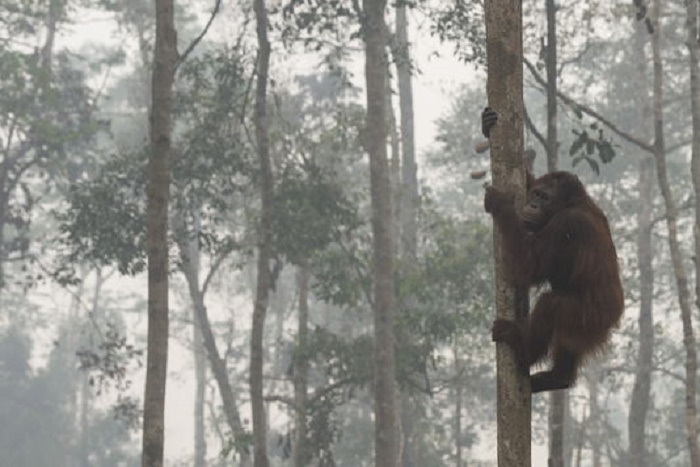Les singes pourraient disparaître de la planète d’ici vingt-cinq ans à cinquante ans