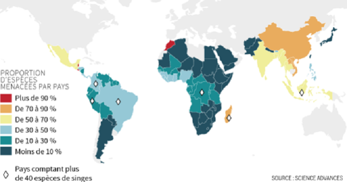Les singes pourraient disparaître de la planète d’ici vingt-cinq ans à cinquante ans