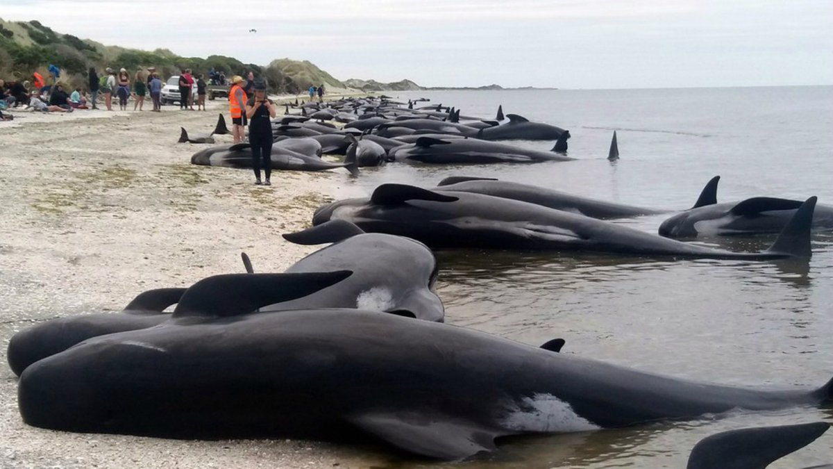 En Nouvelle-Zélande, plus de 400 baleines se sont échouées sur une plage la même nuit