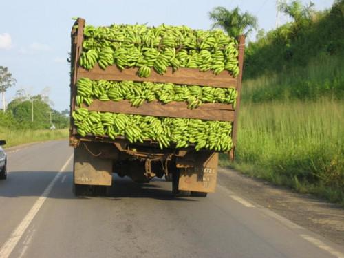 ​  Le Cameroun classé 5è producteur mondial de banane