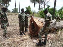 Frontière Nord Sénégalo-gambienne: coup d'arrêt au trafic de bois