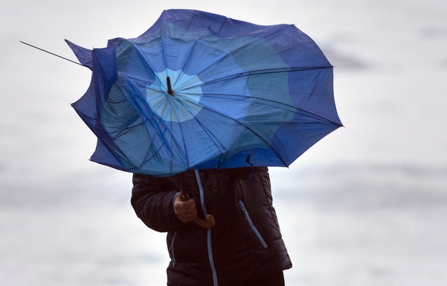 Vents violents: Au moins un mort et trois lycéens blessés après des chutes d'arbre
