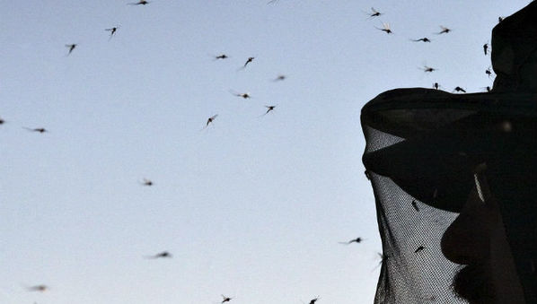 Paludisme : Mise au jour de processus complexes de transmission