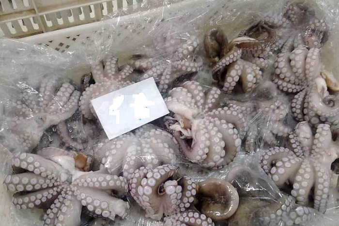 Propulser la pêche au poulpe : le Sénégal et le Japon unissent leur force