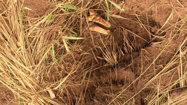 RDC: au moins 8 fosses communes découvertes autour de Tshimbulu