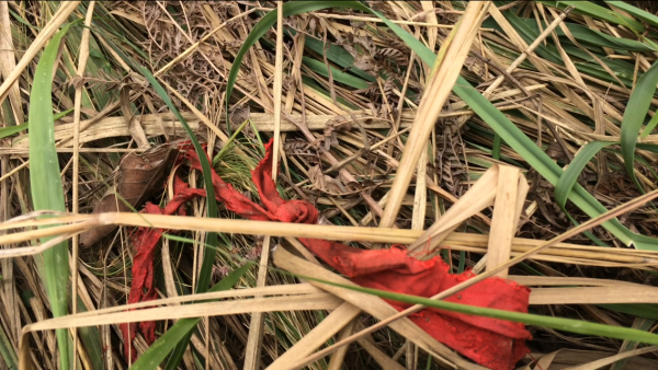 RDC: au moins 8 fosses communes découvertes autour de Tshimbulu