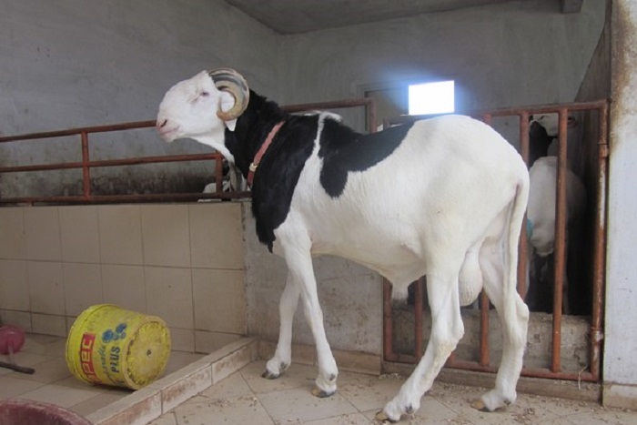 L’autosuffisance en mouton à court terme est possible au Sénégal-(Directeur de l’élevage)