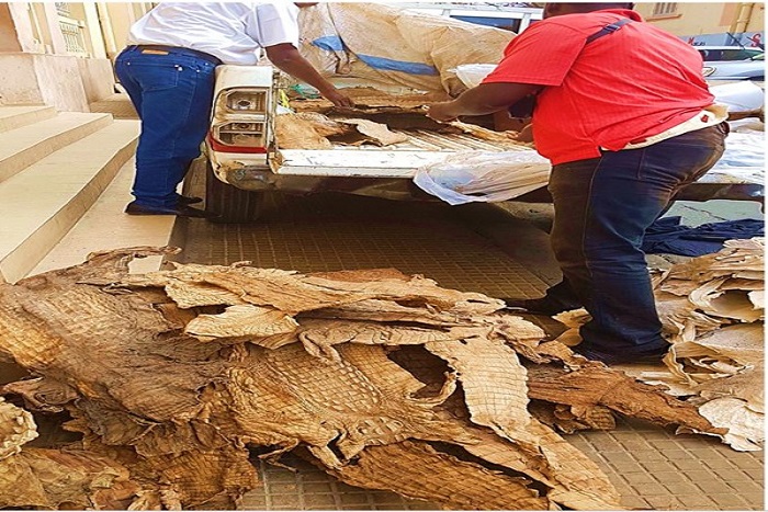 ​Trafic d’espèce protégées : Mbacké Thiam et Ibrahima Sacko condamnés