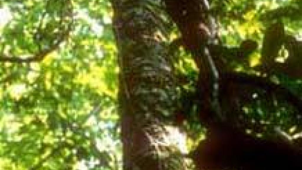 Trafic de bois de rose à Madagascar: Singapour condamne un de ses ressortissants