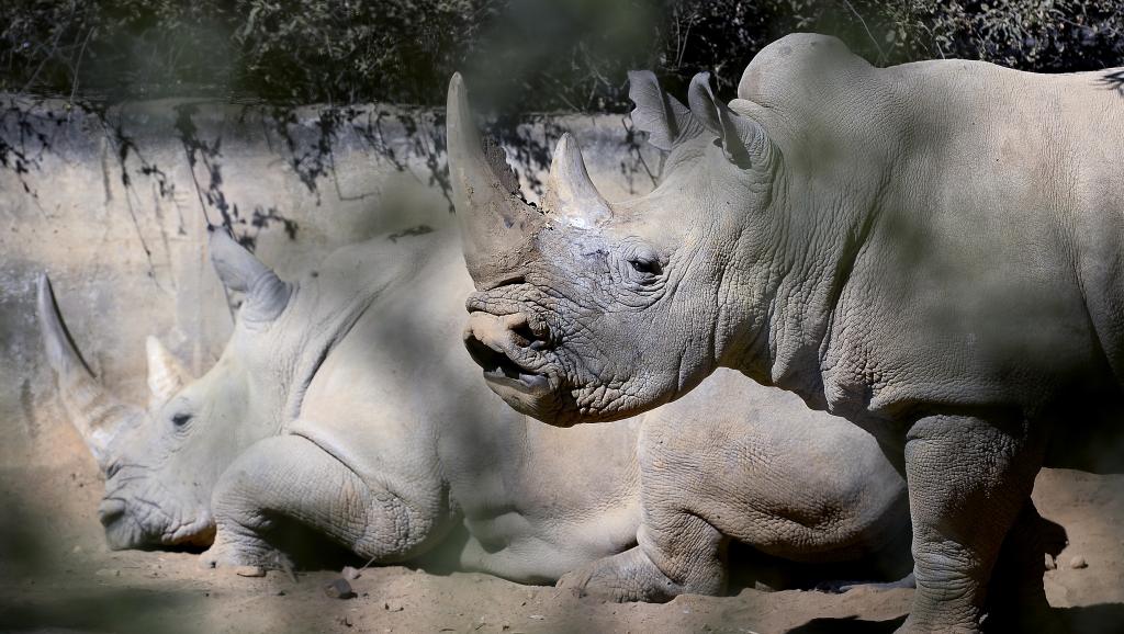 Liquidation de braconniers en Afrique du Sud: les autorités démentent