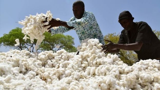 Une initiative pour développer le coton