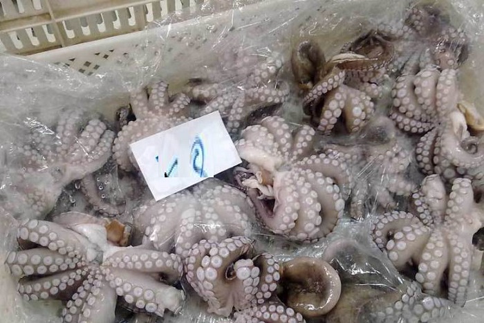 Exportation de poulpe : 4 milliards FCFA de recettes enregistrées en 2016 à Mbour